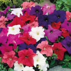 Петуния кустовая в ассортименте